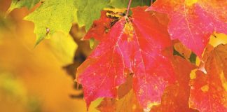 fall leaves