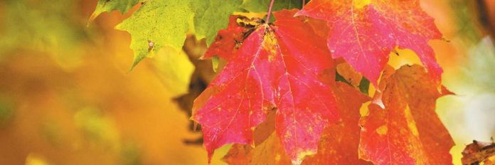 fall leaves fall leaves