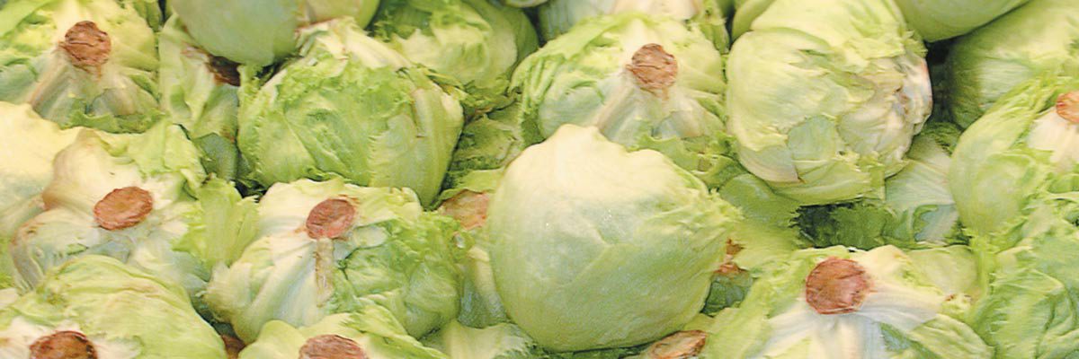 heads of lettuce