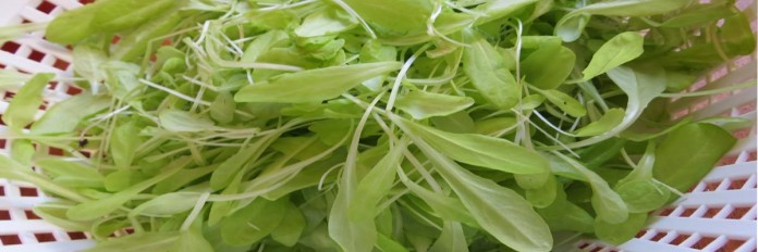 microgreens microgreens