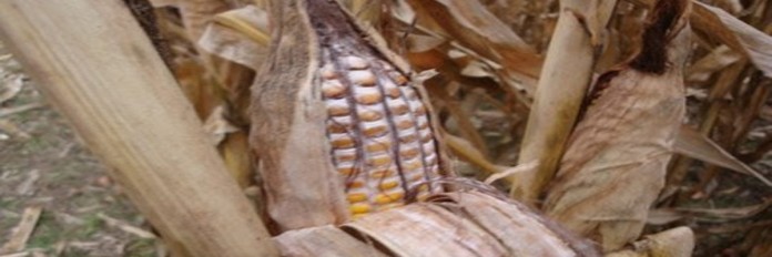moldy corn