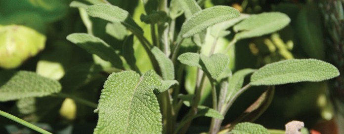 plants plants