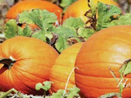 pumpkins