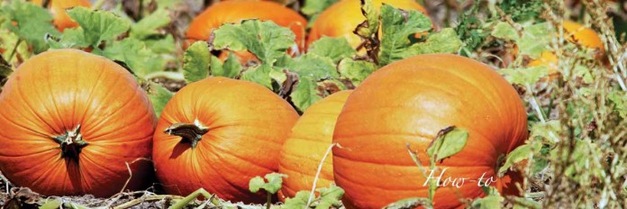 pumpkins pumpkins