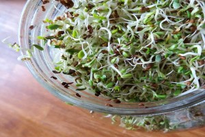 sprouts