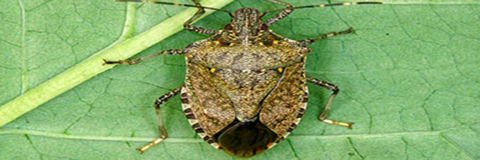 stink bug stink bug