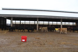 Esselburn cattle(Crop out foreground to the barrel)
