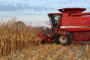 Justin Esselburn, combining corn.