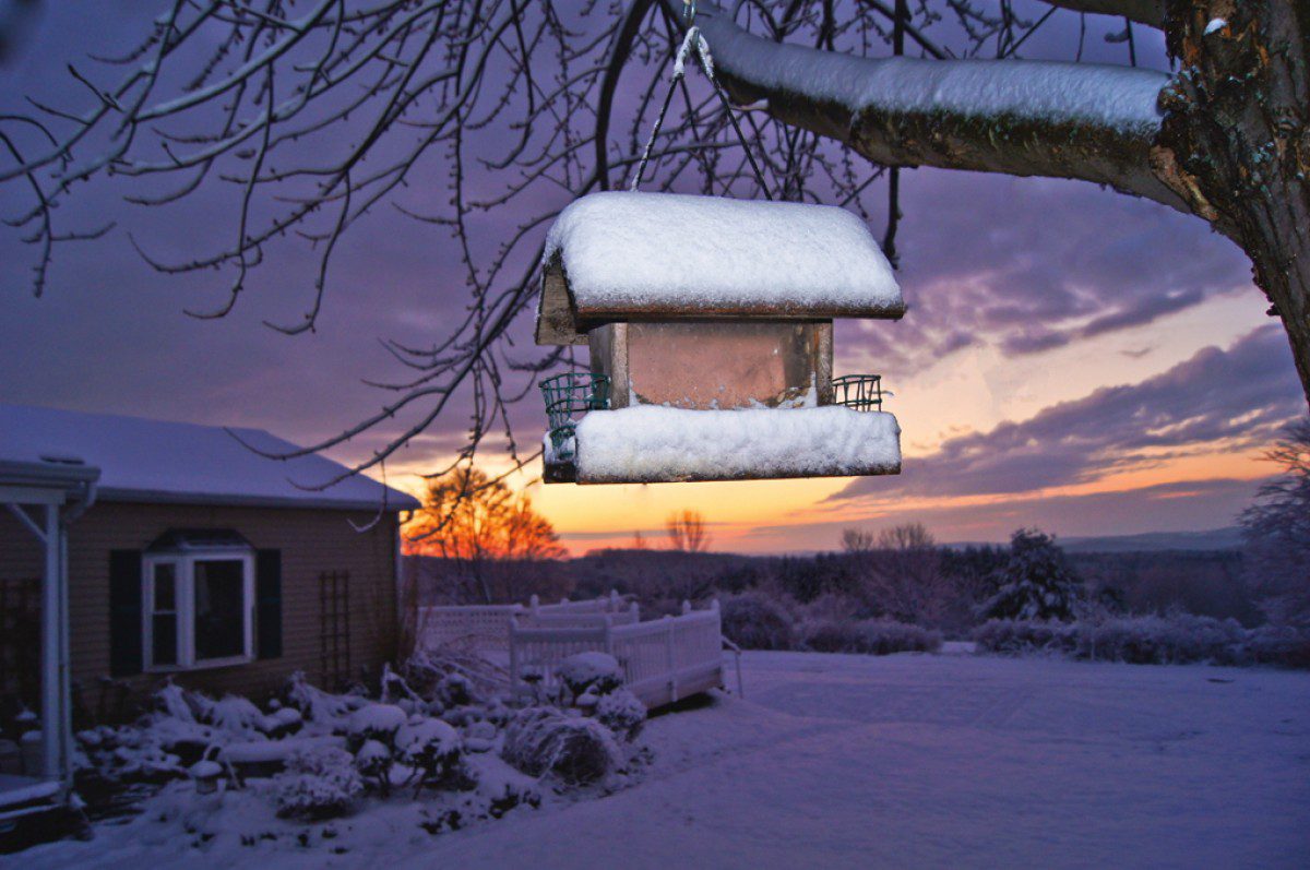 bird feeder