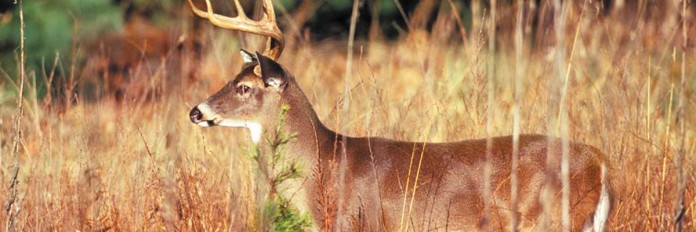 Buck Buck