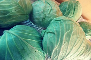 cabbage