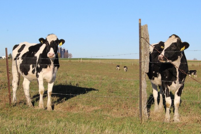 cows cows