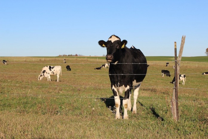 cow cow