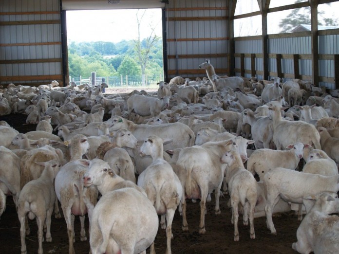 sheep sheep