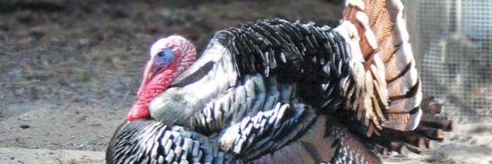 turkey turkey