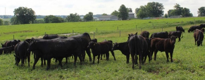 beef cattle grazing beef cattle grazing