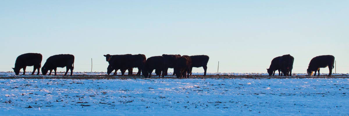 cattle grazing in snow