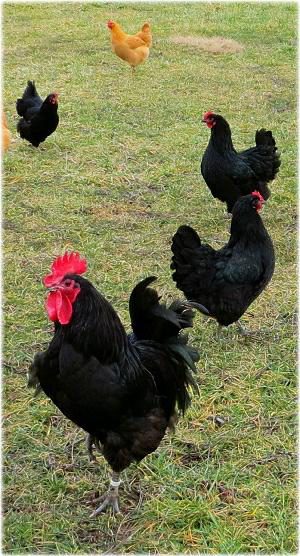 free range chickens