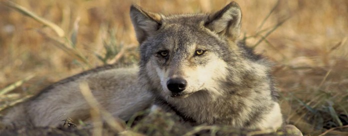 Gray wolf Gray wolf