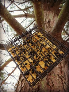 homemade suet