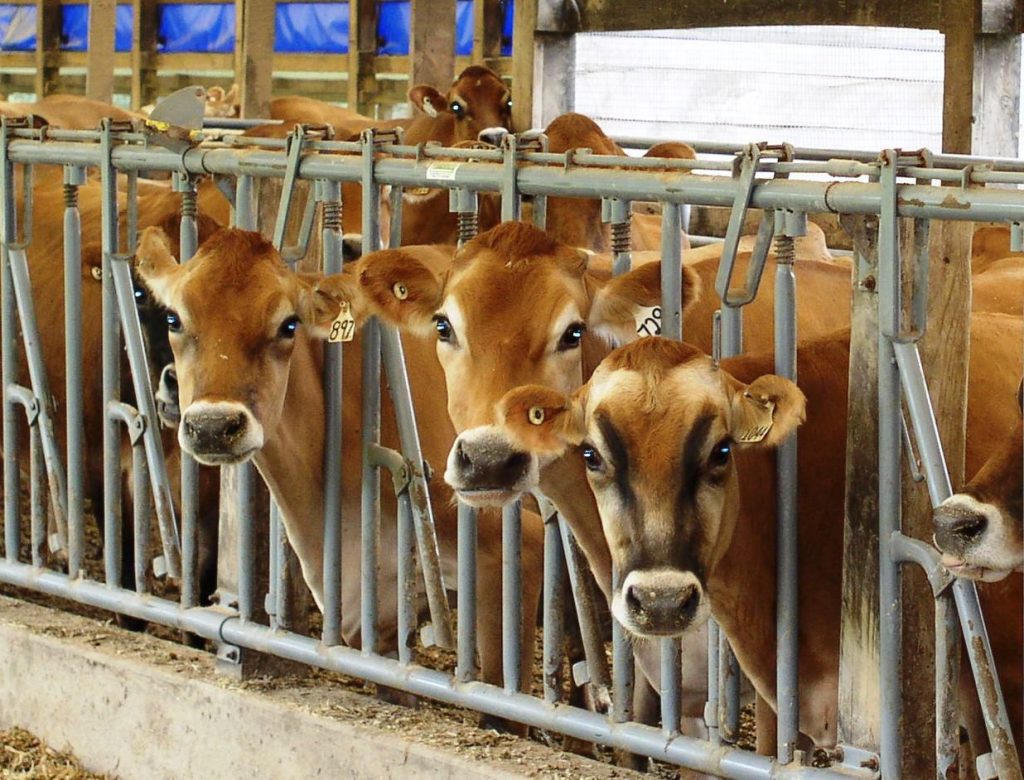 Jersey dairy cattle
