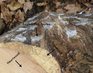 log inoculation