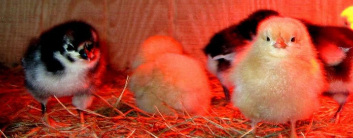 mail order chicks mail order chicks