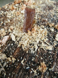 Plug mushroom spawn