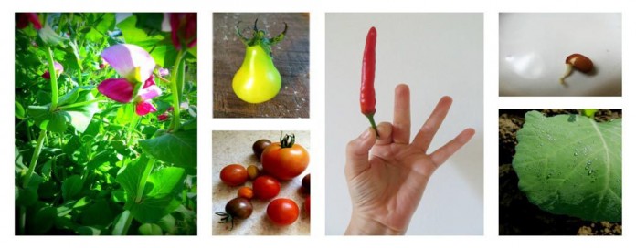 seeds seeds