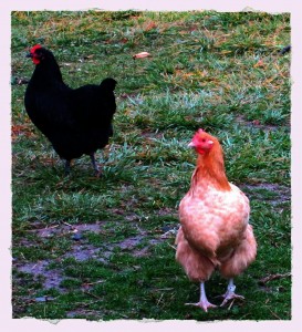 Black Australorp and Buff Orpington heritage breeds
