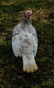 Blue Slate turkey