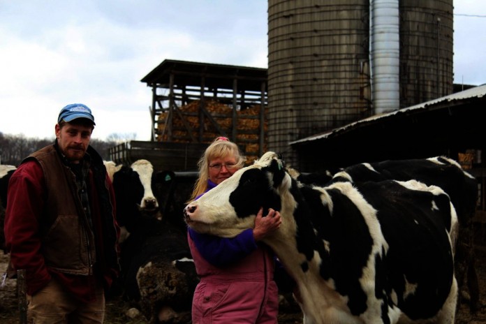 Farnsworth tame cow