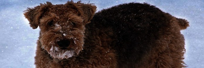 dog in snow dog in snow