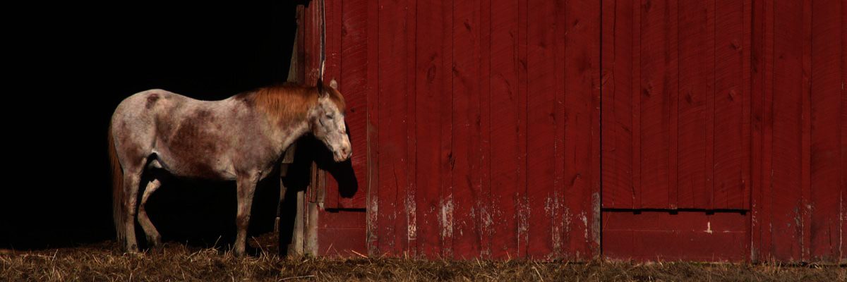 horse by red barn