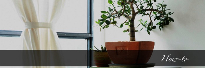 houseplants houseplants