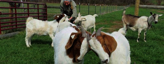 livestock livestock