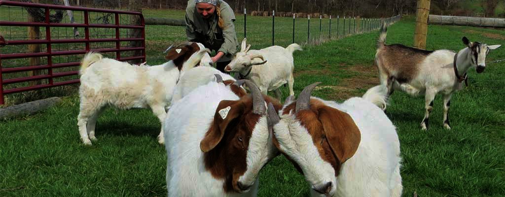 livestock