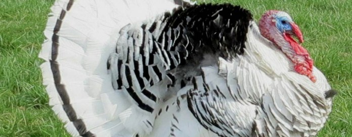 Royal Palm turkey