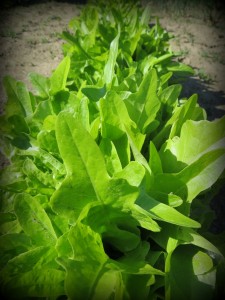salad greens