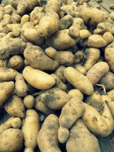 fingerling potatoes
