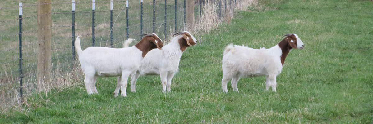 boer goats