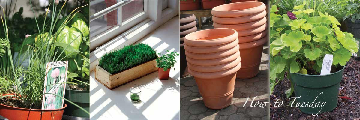 container gardening
