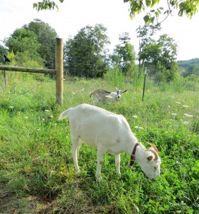 dairy goats