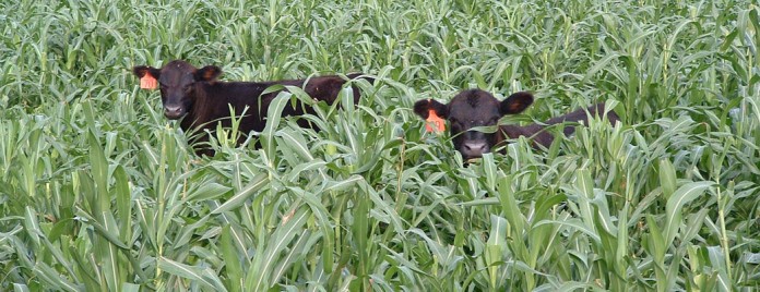 grazing cover crops.web
