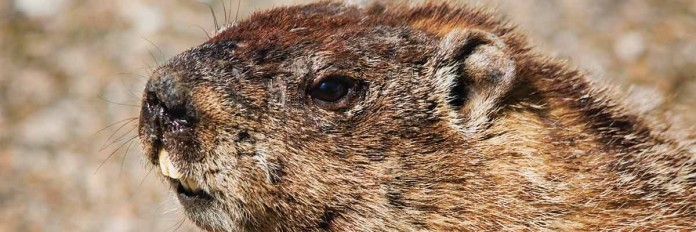 groundhog groundhog