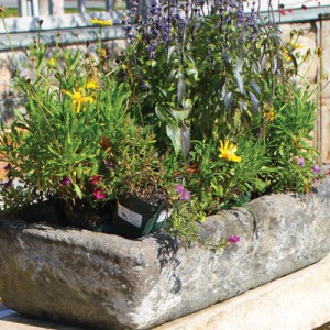 herbs planted in box