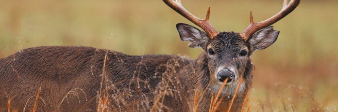 buck buck