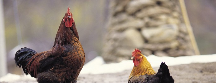 poultry