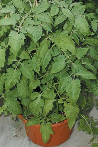 tomato container