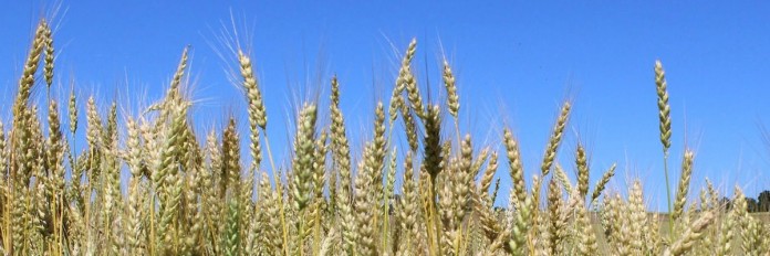 wheat closeup wheat closeup